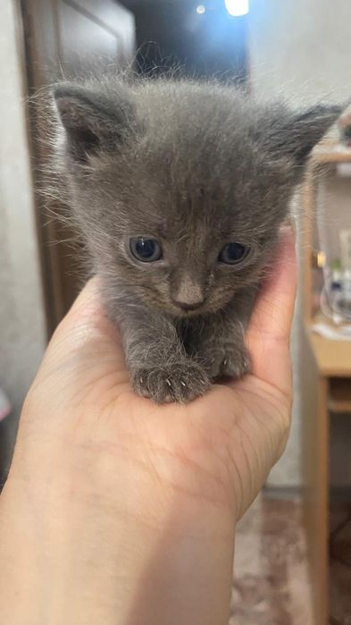 Отдам котят в добрые руки