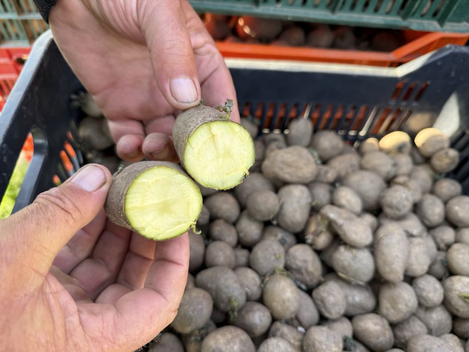 Cartofi samanta\animale -0,5 bani