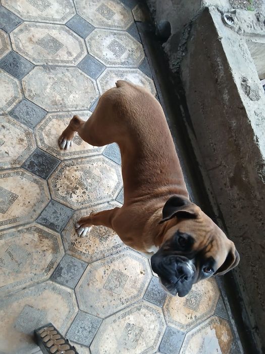 Боксёр немецкий.