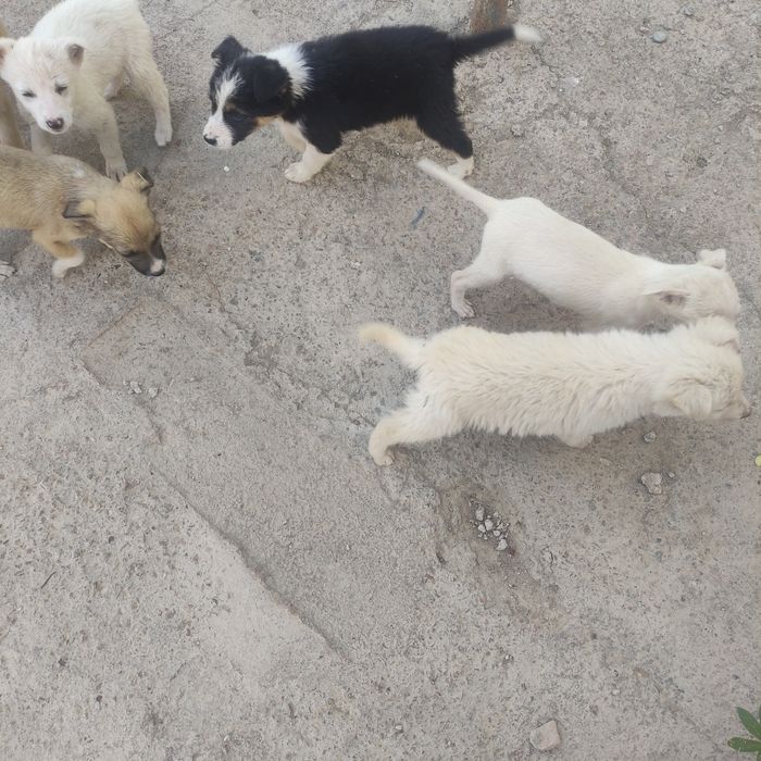 Кучук боллари. Боқаман деганларга. Текинга