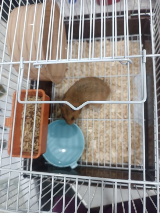 Хомяк сирийский золотистый