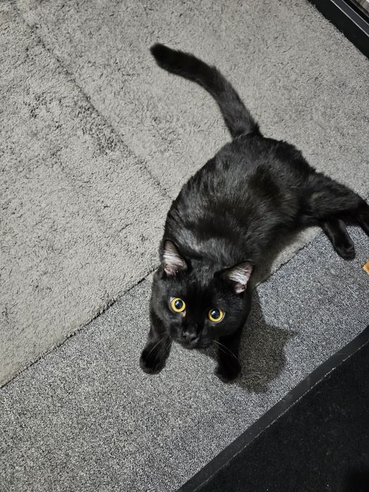 Симба в добрые руки.