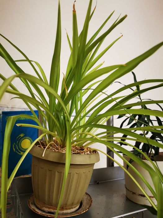 Продам цветы комнатные