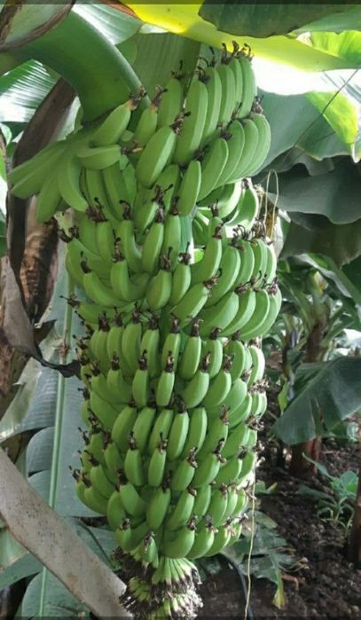 Banan kuchatlari kavindish J9