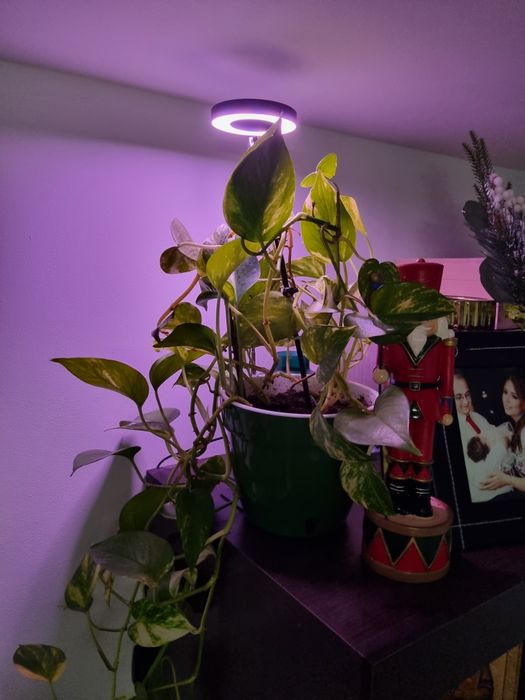Lampa pentru plante
