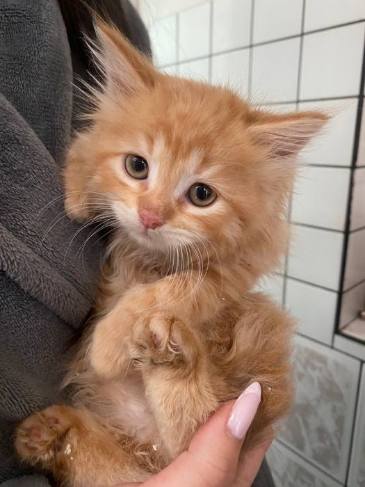 Продавам дългокосмести котенца.