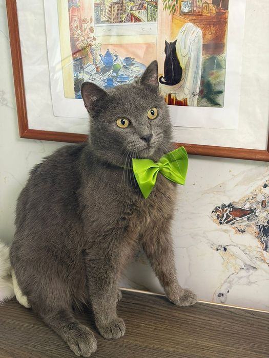 Кот в добрые руки