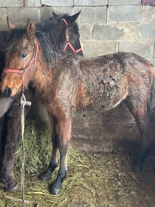 Тай лошадь жеребчик