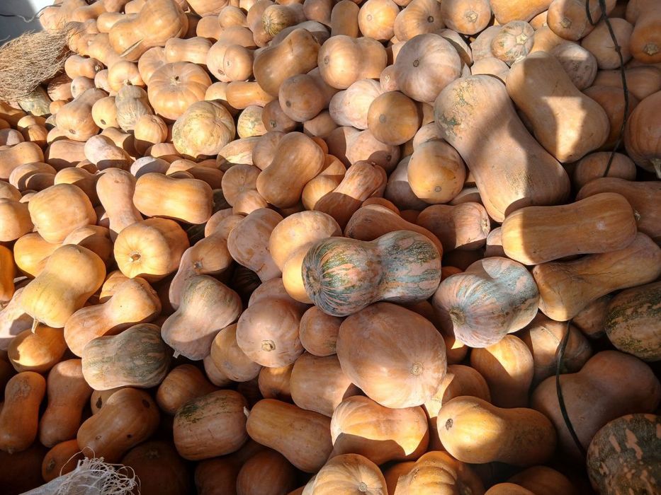 Osh qovoq  4000 Toshkent