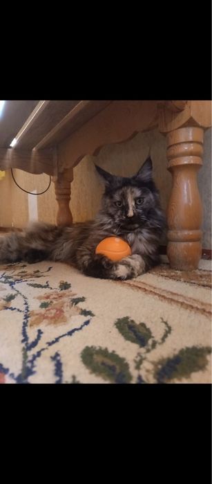 Mushuk va bolalari sotiladi maine coon