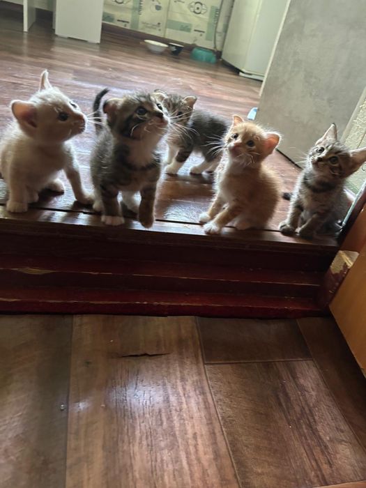 отдатим котят в добрые руки