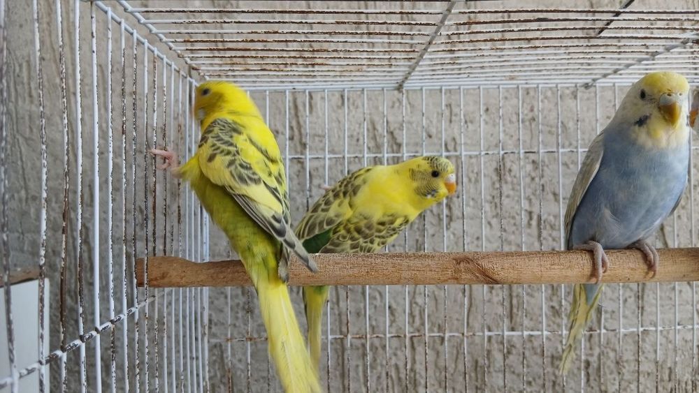 Estetichniy valnistiyla sotiladi