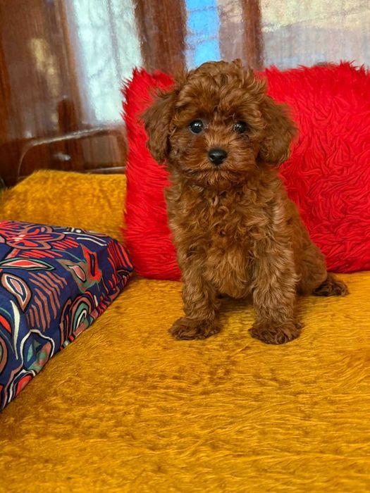 Пудел той МОМИЧЕ