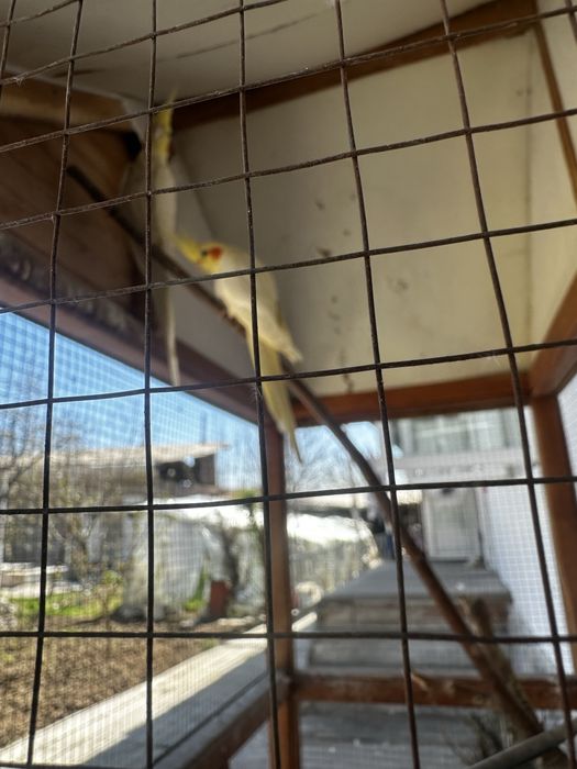 Корелла пара  с клеткой