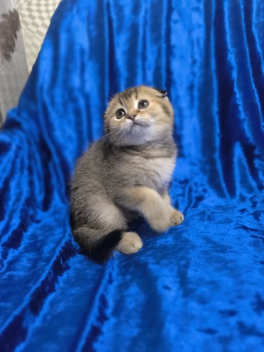 Шотландские котята фолды и страйты