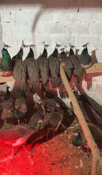 Павлины не дорого