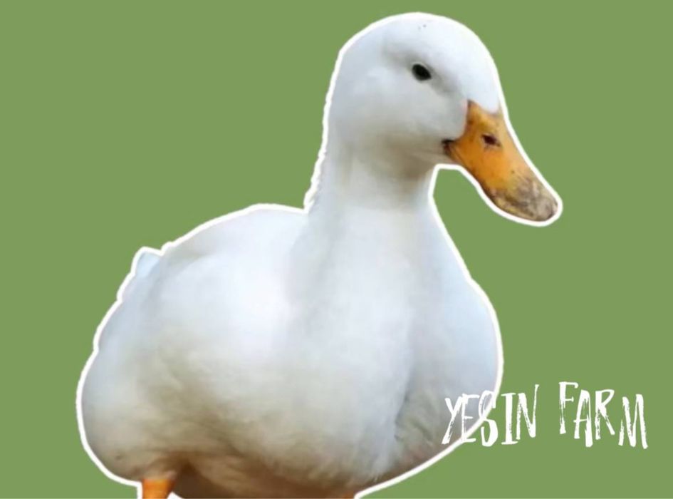 Утиные инкубационные яйца с отличной генетикой