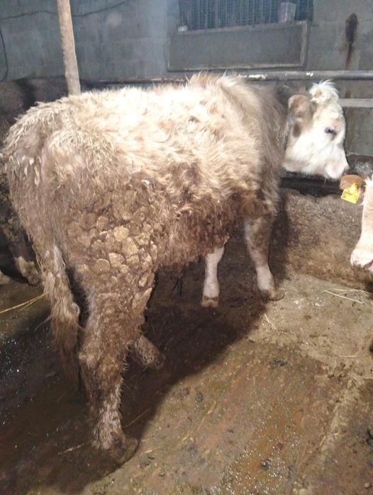 Продам два бычка хорошие