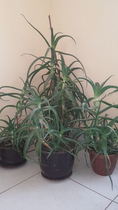 Алое Гул,Китайский Роза