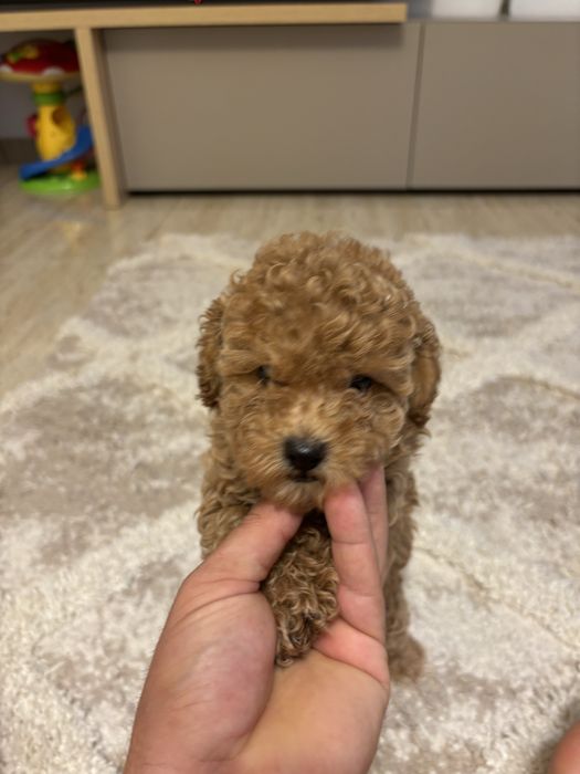 Baietel pudel caniche