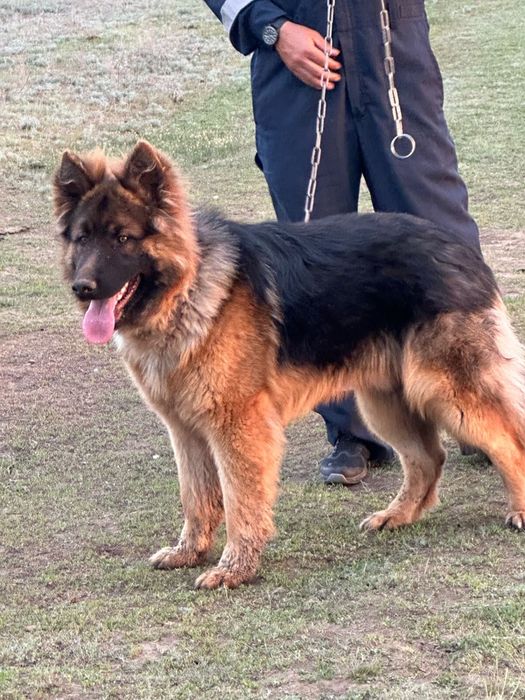 Щенки немецкой овчарки