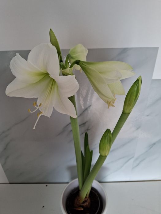 Белый гиппеаструм