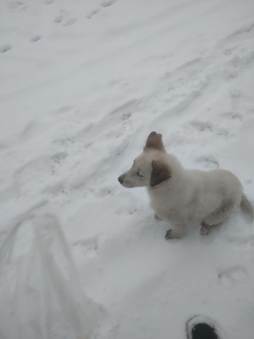 Отдам щенят бесплатно