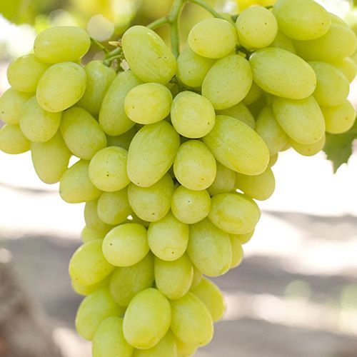 Butasi anul 1 orice soi disponibil