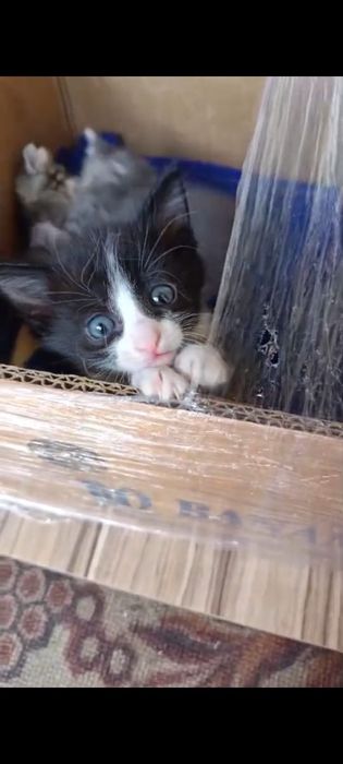 Котята в хорошие руки