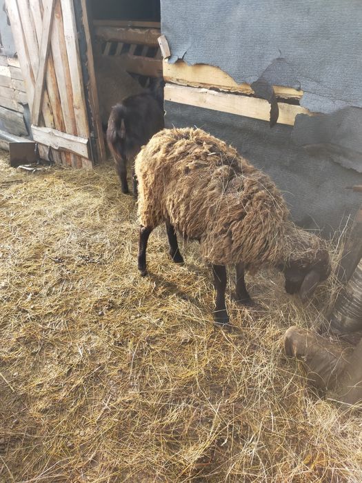 Продам овцематок