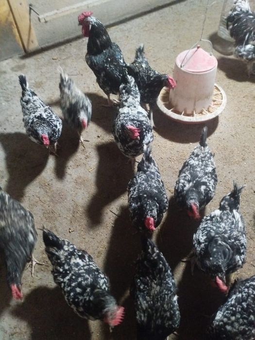 Куры породистые: