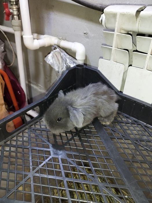 Кролики декоративные вислоухие