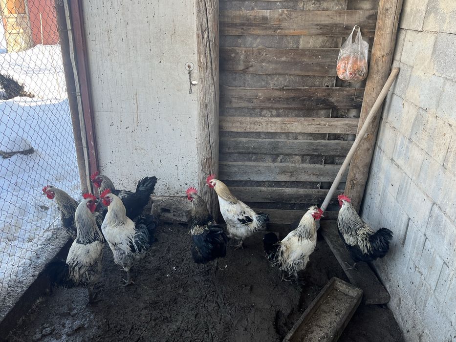 Продам петухов