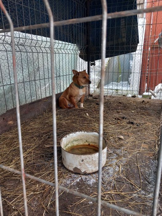 Donez caine și cățelușa urgent