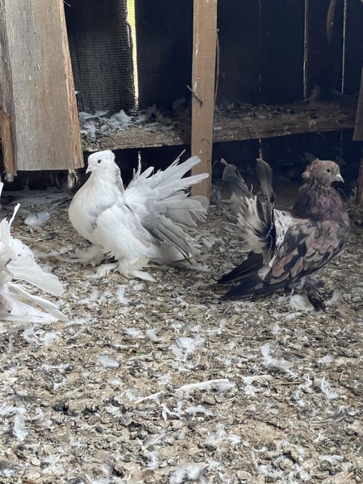 Vand porumbei indieni