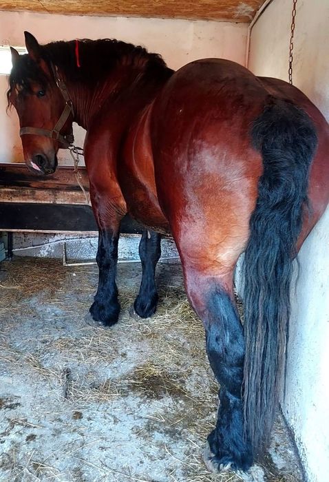 Armăsar de montă !