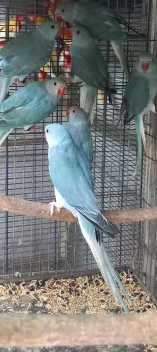 Micul Alexandru albastru cap coadă și violet