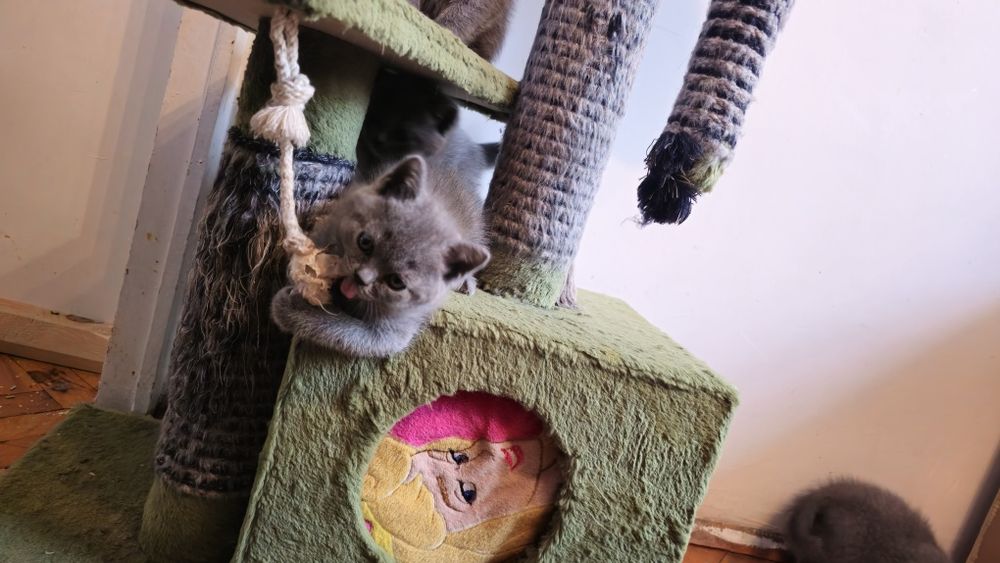 Британска късокосместа