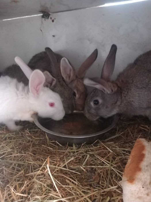 Vând iepuri, dețin mai multe bucăți