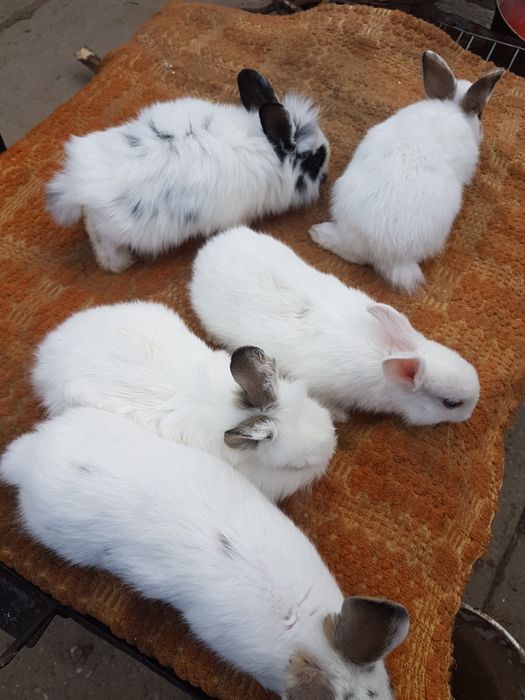 Iepurasi pitici, ideali ca si animalute de comanie