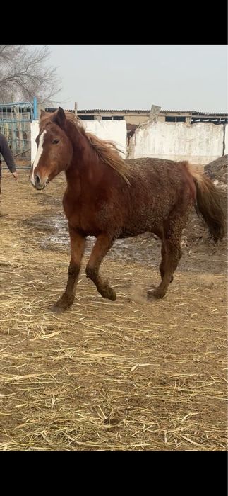 Байтал сатылады семиз