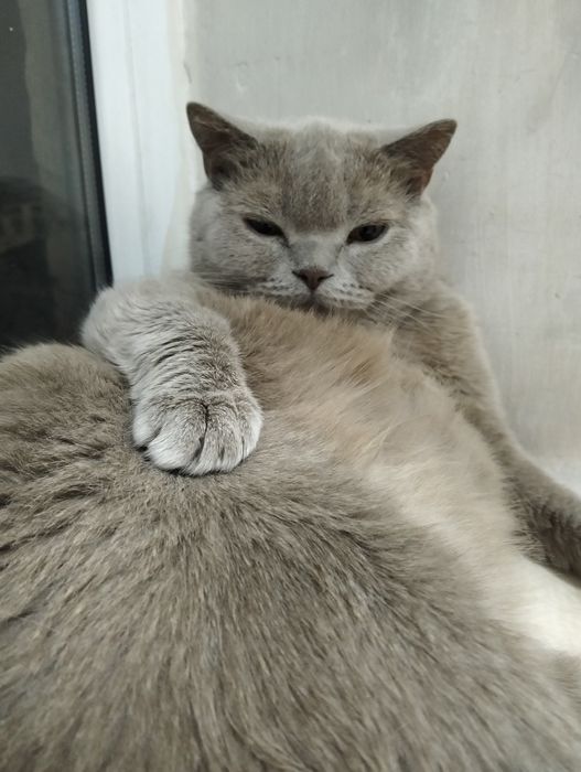 Кошка породистая
