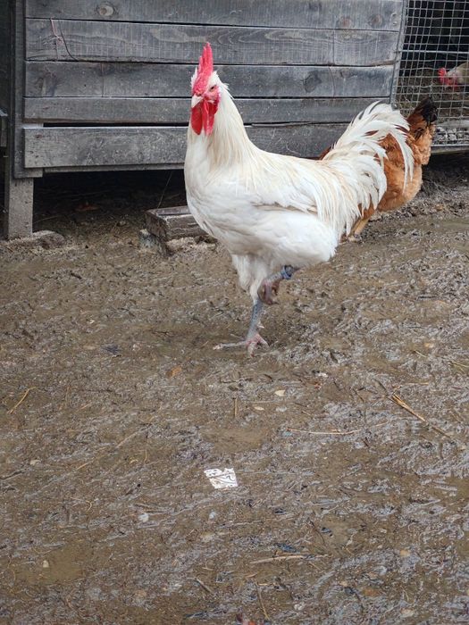 Cocosi La Bresse alb