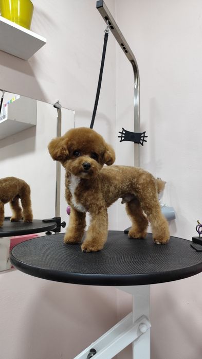 Стрижка собак, груминг для  домашних животных