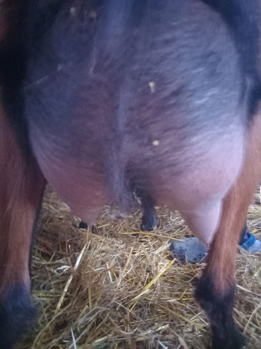 Disponibile capre de top