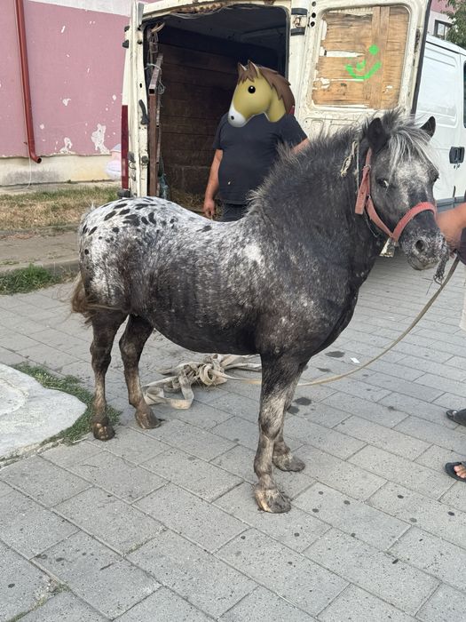 Vând ponei appaloosa mascul de 7 ani !!