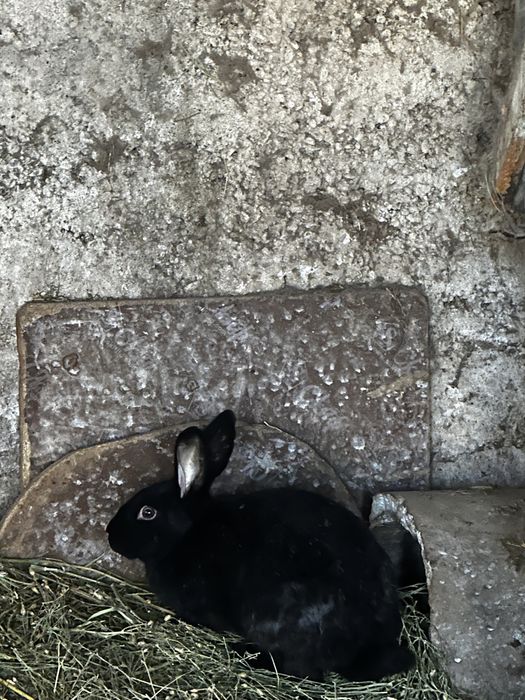 Кролик қоян сатылады