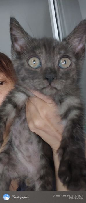 Мальчик котенок возраст 2мес