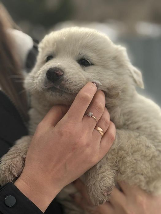 Щенки для охраны