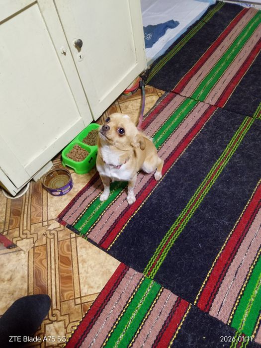 Продавам мини мъжко Чихуахуа